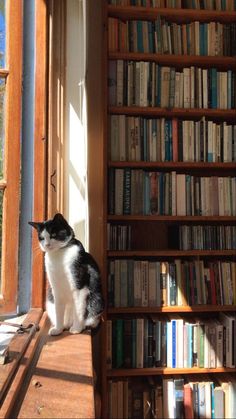 Book And Cat Aesthetic, Cat Book Wallpaper, Cat In Library, Tame Impala, Home Library, Book Shelf