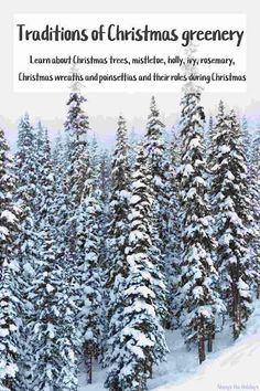 a snowy forest with trees covered in snow and the words, traditional christmas greenery