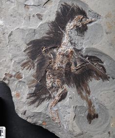 an animal fossil is shown on a rock with the image of a bird in it's claws