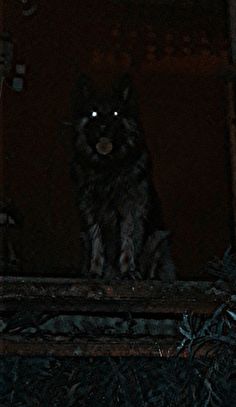 a black and gray cat sitting on top of a window sill in the dark