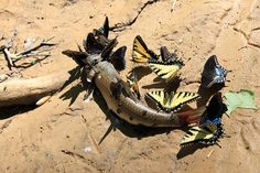 several butterflies on the ground near a dead fish