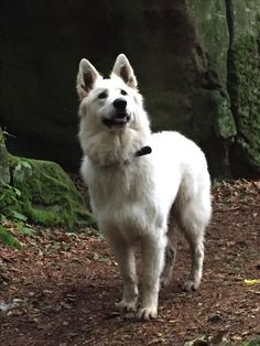 a small white dog standing on top of a dirt field next to a rock wall