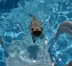 a dog swimming in a pool with clear blue water