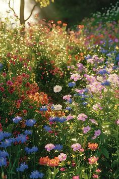 a field full of colorful flowers with trees in the backgrounnd and sunlight shining through them