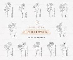 the hand drawn birth flowers collection