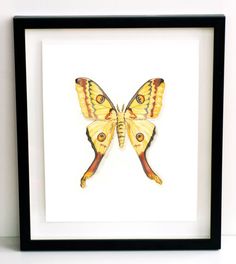 a yellow and black butterfly in a frame on a white wall next to a shelf