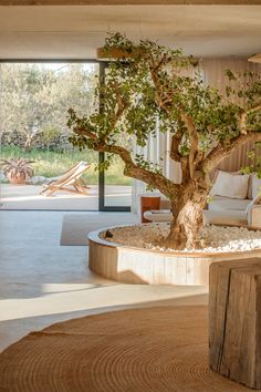 a bonsai tree sitting in the middle of a living room