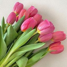 a bouquet of pink tulips on a white wall with green leaves and stems