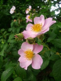 two pink flowers with green leaves in the foreground and trees in the back ground