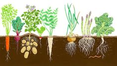 an image of different types of vegetables growing in the soil with roots on each side