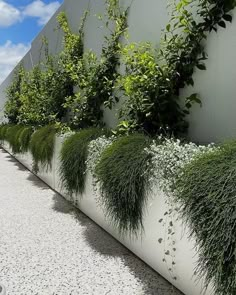 a row of plants growing on the side of a building