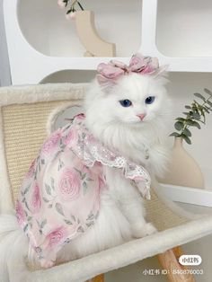 Dancing Cat Gif, Cute Kittens Images, Cat Outfits, Cats In Hats, Dancing Animals, Dream's Cat, Pink Puppy, Fancy Cats, Pet Stores