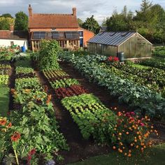 a garden with many different types of flowers and plants growing in the ground next to each other