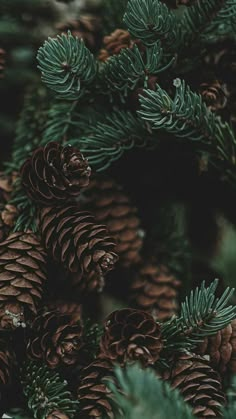 many pine cones are piled on top of each other