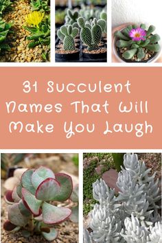 31 Succulent Names That Will Make You Laugh How To Identify Succulents, Names For Your Plants, Funny Plant Names, Succulent Types Chart, Identifying Succulents, Succulents Names And Pictures, Ghost Plant, Zebra Plant