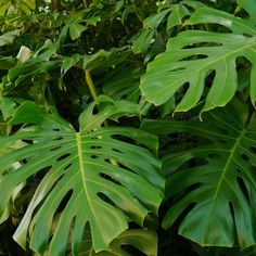 large green leaves are growing in the forest