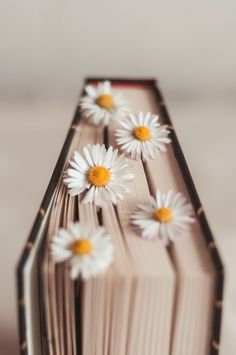 three daisies are placed on the edge of an open book with pages folded down