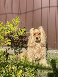 a shaggy dog sitting in the grass next to a bush