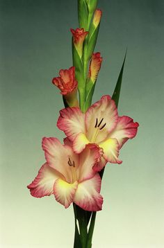 two pink and yellow flowers in a vase