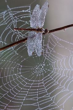 a spider web with water droplets on it's back and the top half covered in dew