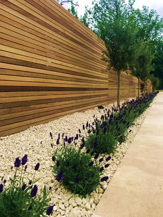 some purple flowers are growing in the rocks near a wooden fence and tree lined sidewalk