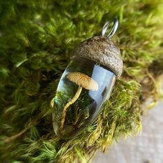 a glass jar filled with moss and a small mushroom in it's center hanging from a chain