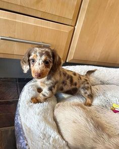 a small brown and black dog laying on top of a white bed next to wooden cabinets