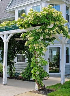 an arbor with white flowers on it in front of a house