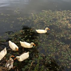 ducks are swimming in the water near plants