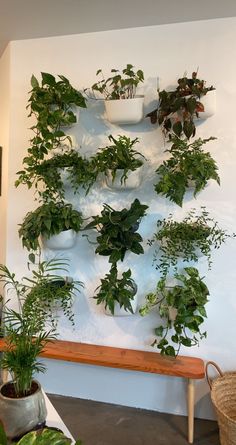 there are many potted plants on the wall