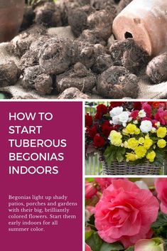 how to start a tulberous begonsias indoors and in the garden