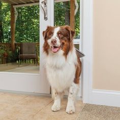 a brown and white dog standing in front of a door