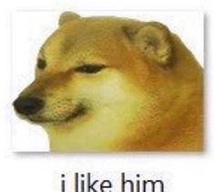 an image of a dog with the words i like him