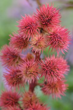 Castor Oil Plant seed pods Dangerous Beauty, Garden Diary, Unusual Plants, Flower Paintings