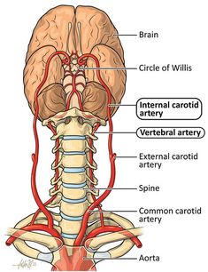 the anatomy of the human head and neck with blood vessels attached to it, labeled in red