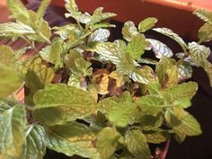 a close up of a plant with green leaves