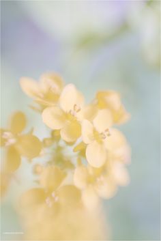 the yellow flowers are blooming on the tree branch in front of the blurry background