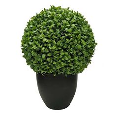 a black potted plant with green leaves on it's top, isolated against a white background