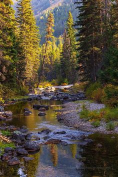 a river running through a forest filled with lots of tall pine trees on the side of a mountain