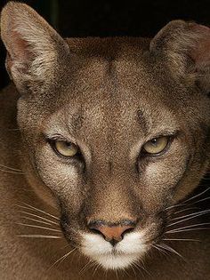 a close up view of a mountain lion's face