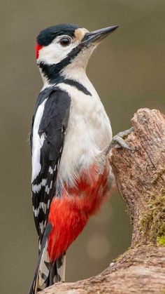 a red and white bird sitting on top of a tree branch