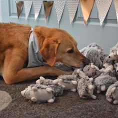 a dog laying on the floor with stuffed animals