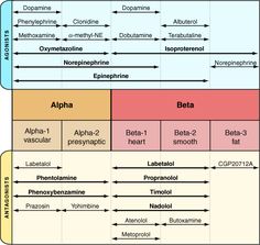 a diagram showing the different types of alpha