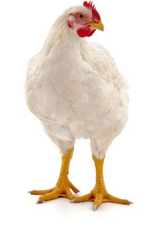 a white and red chicken standing up against a white background with its head turned to the side