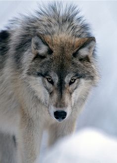 a gray wolf standing in the snow with his eyes closed