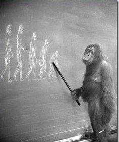 a monkey standing in front of a chalkboard with human figures on the wall behind it