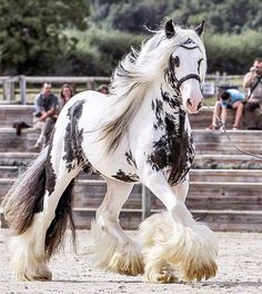 a white and black horse with long hair running in an arena while people look on