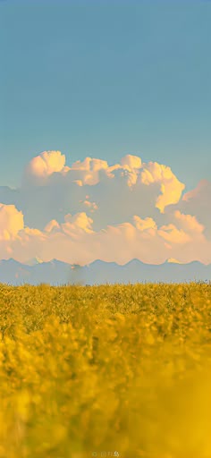 a field with yellow flowers and clouds in the sky