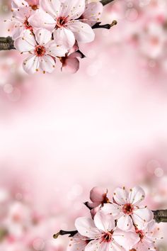 pink flowers on a branch with blurry light in the back ground and an empty space for