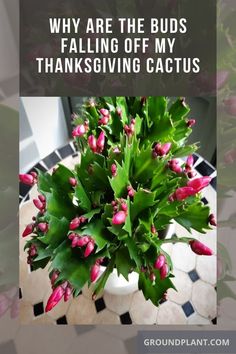 a potted plant with pink flowers in it and the words, why are the buds falling off my thanksgiving cactus?